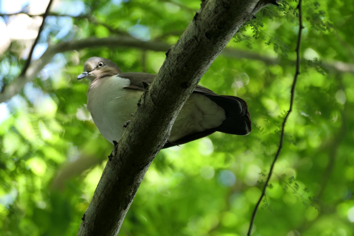 Grenada Dove - 3KCbirding Team