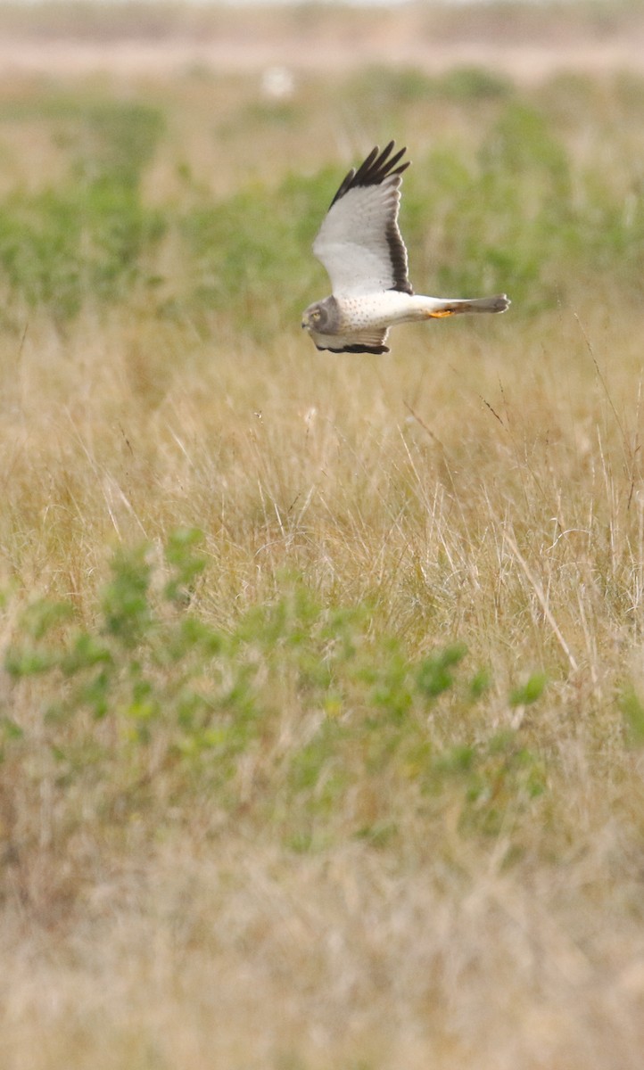 Northern Harrier - ML612392570