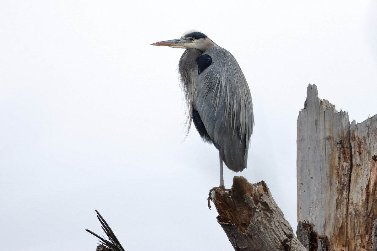 Great Blue Heron - ML612392573