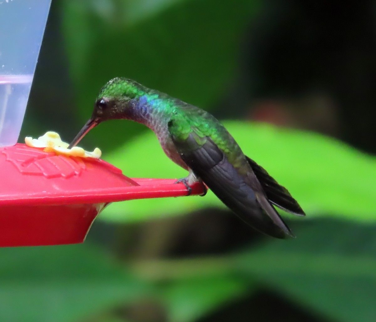 kolibřík modroprsý - ML612392839