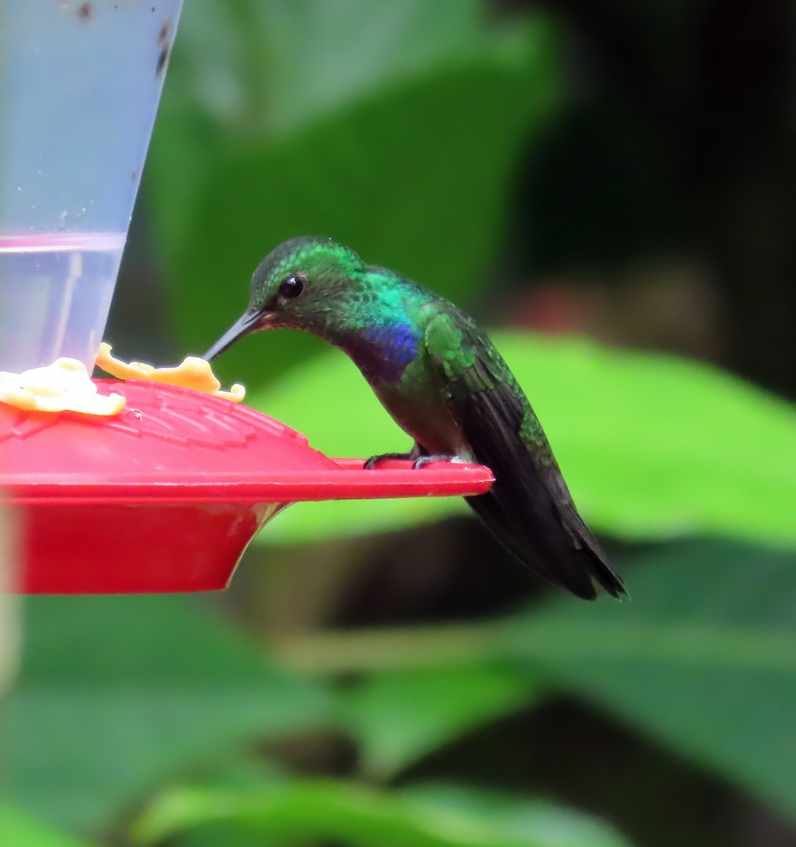 Blue-chested Hummingbird - ML612392840