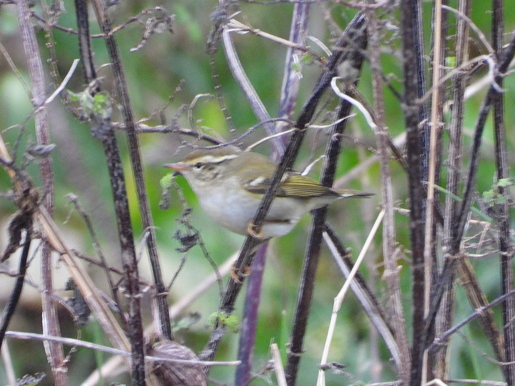 Yellow-browed Warbler - ML612392888