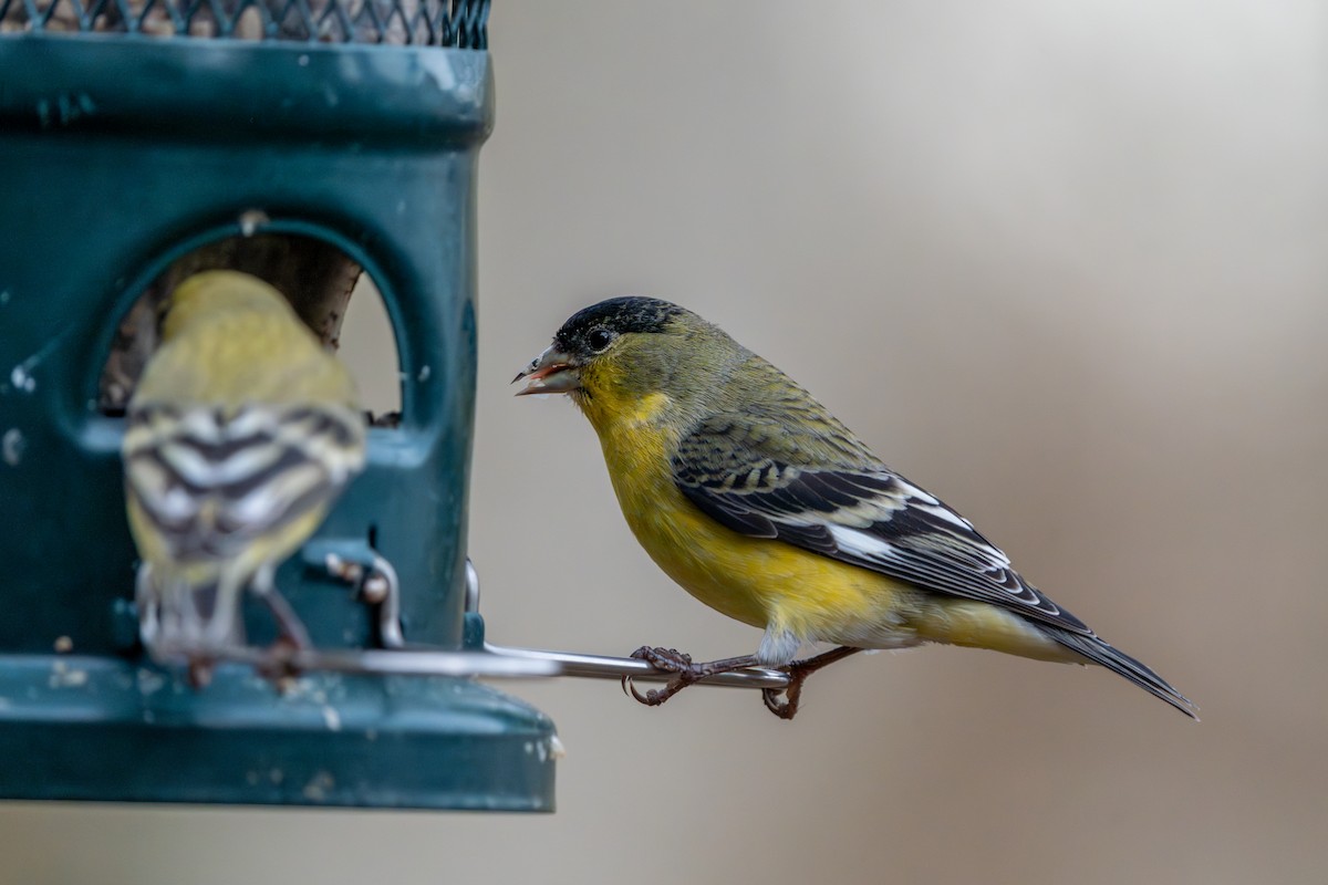 Lesser Goldfinch - ML612392943