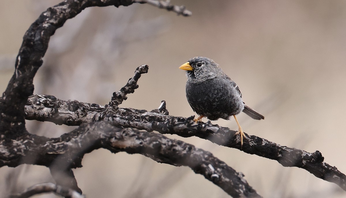 Carbonated Sierra Finch - ML612393099