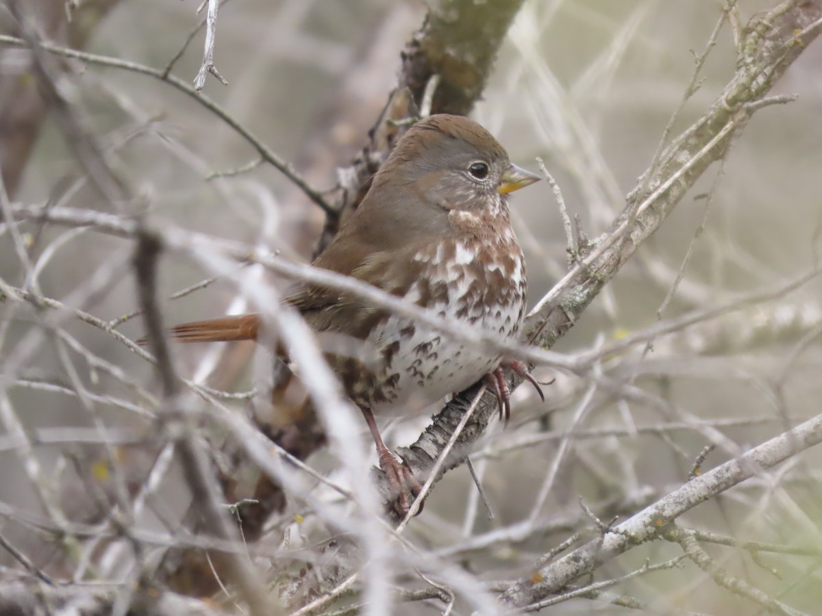 Fox Sparrow - ML612393149