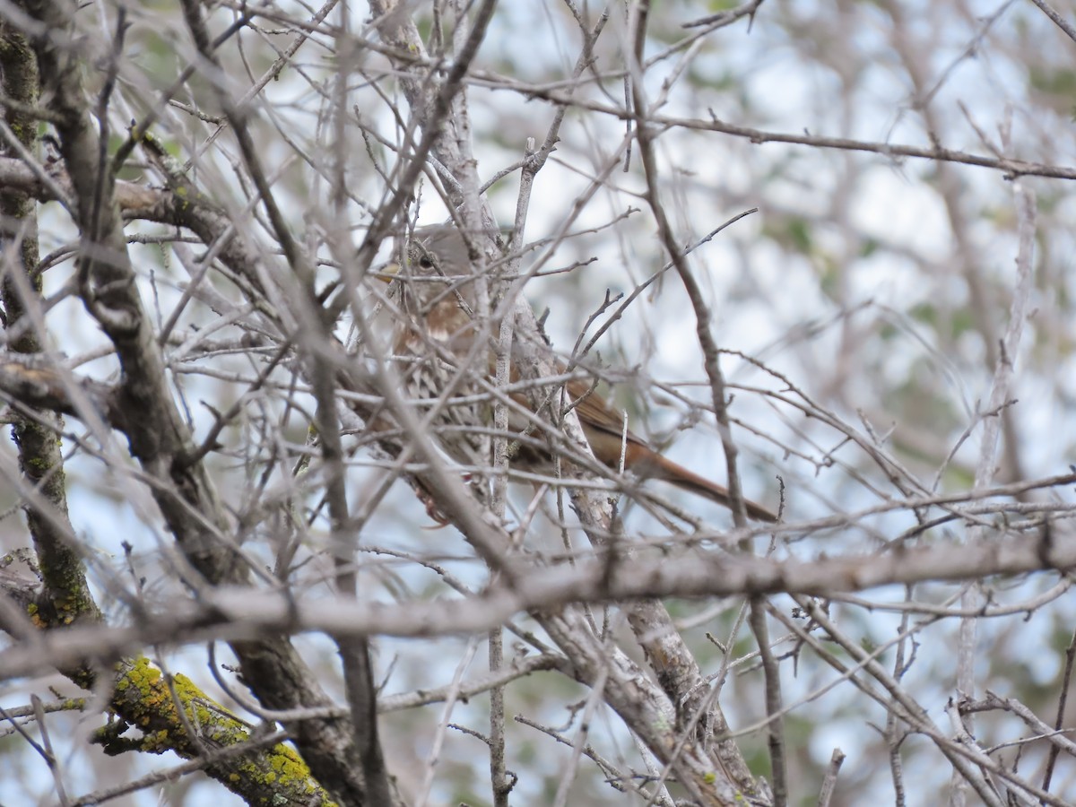 Fox Sparrow - ML612393153