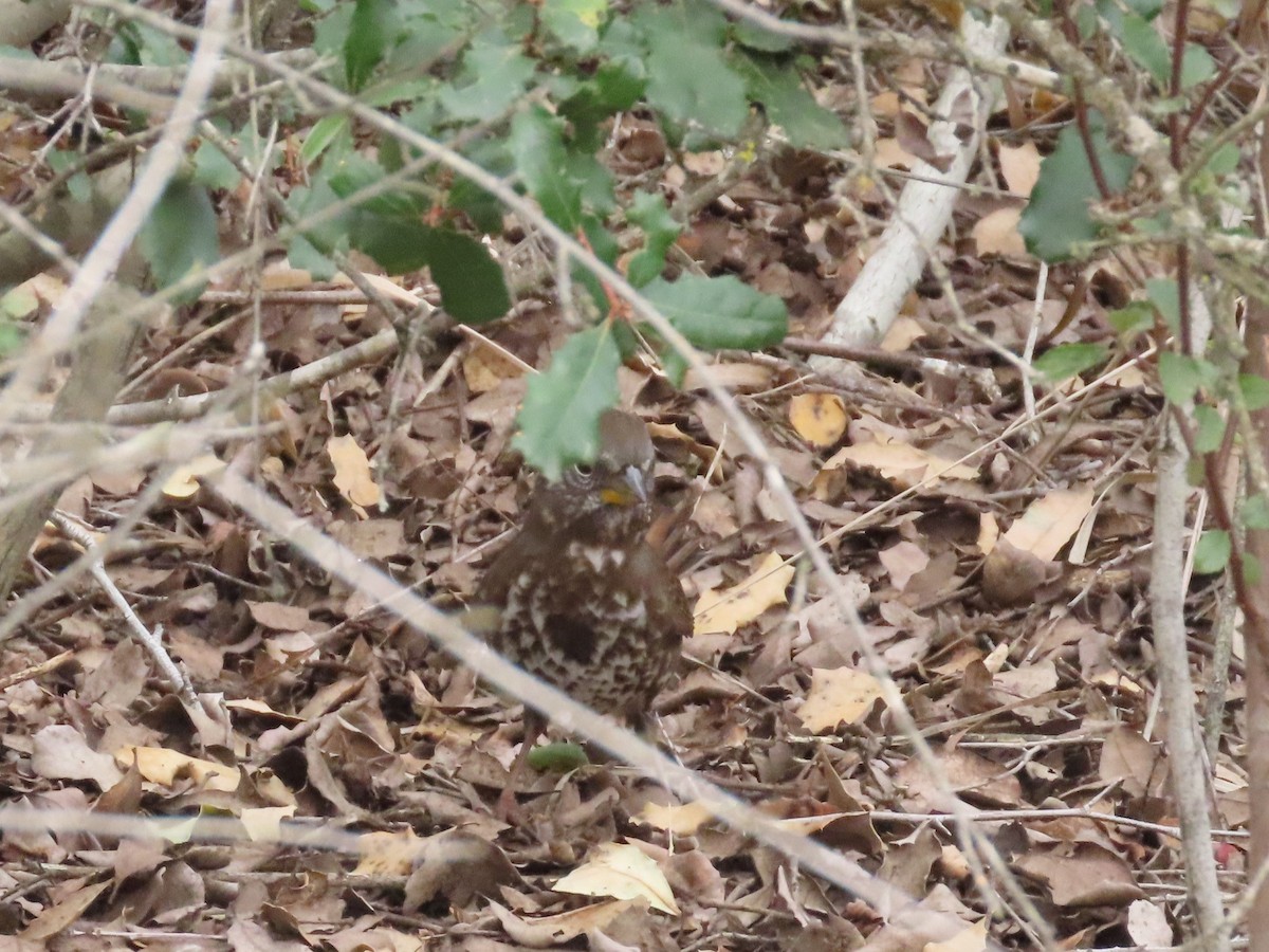 Fox Sparrow - ML612393157