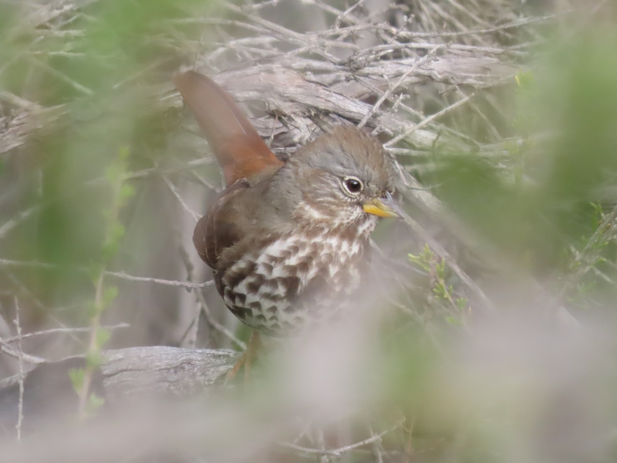 Fox Sparrow - ML612393161