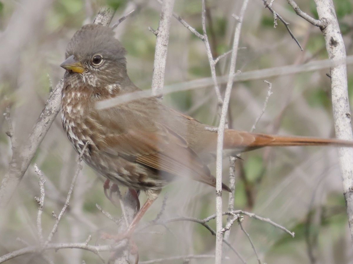 Fox Sparrow - ML612393171