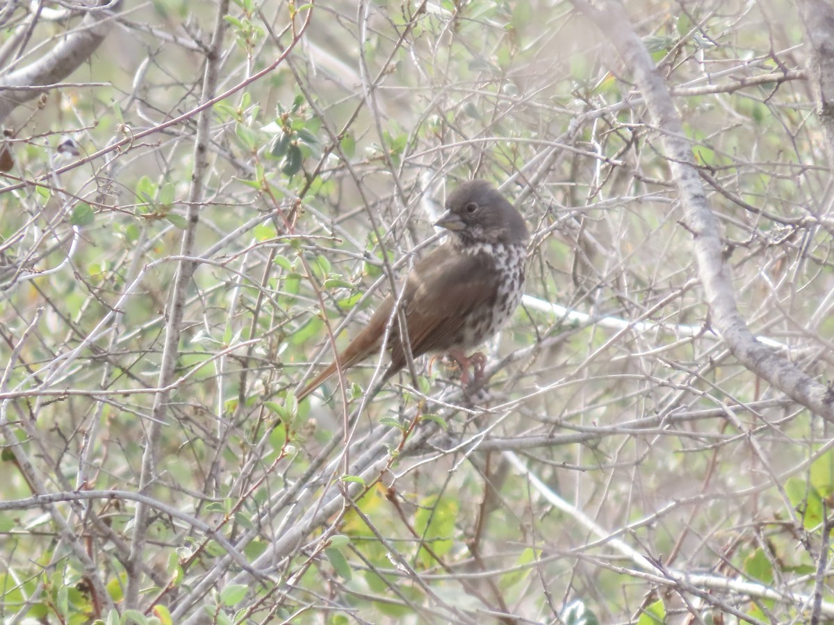 Fox Sparrow - ML612393182