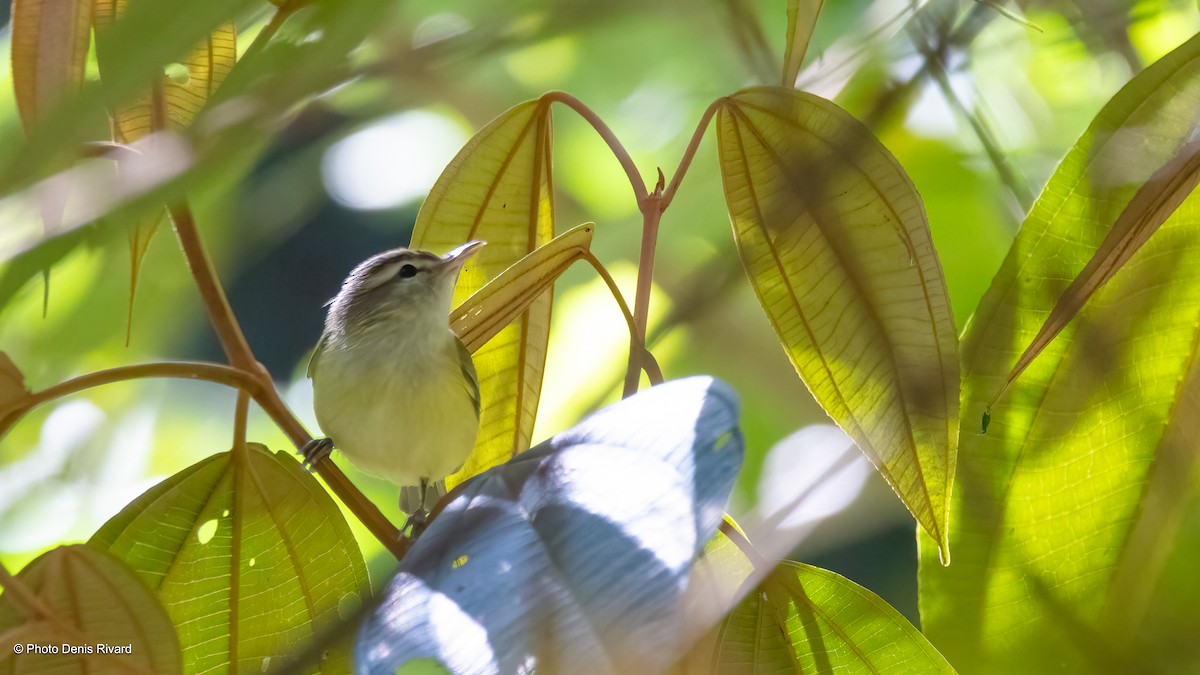 Brown-capped Vireo - Denis Rivard