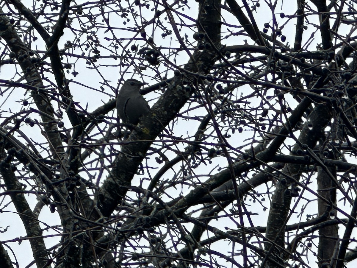 Gray Catbird - ML612393228