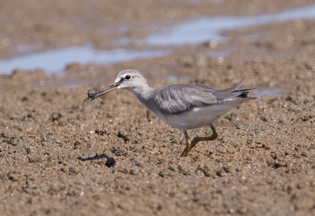 Gray-tailed Tattler - Chris Barnes