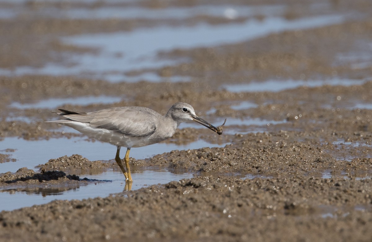 Gray-tailed Tattler - Chris Barnes