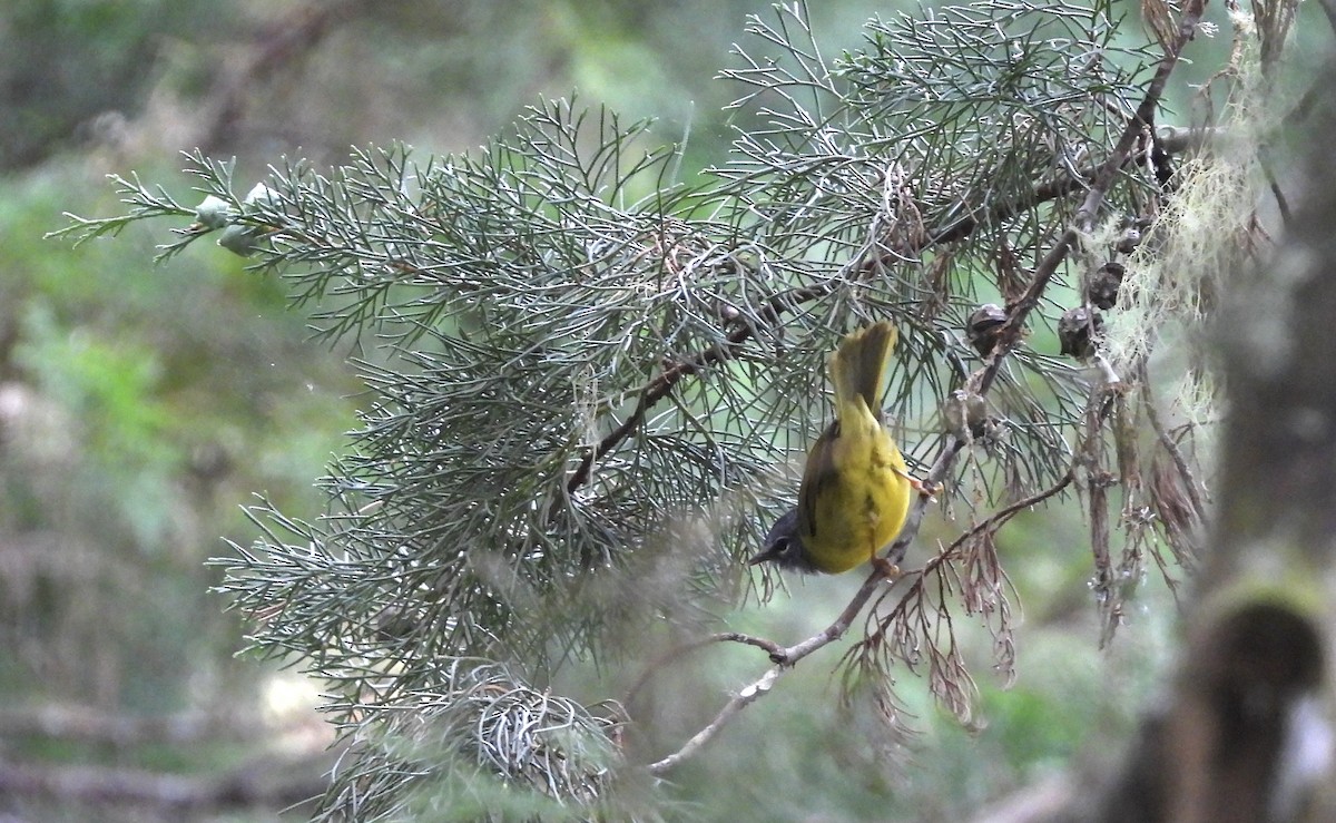 White-lored Warbler - ML612393335