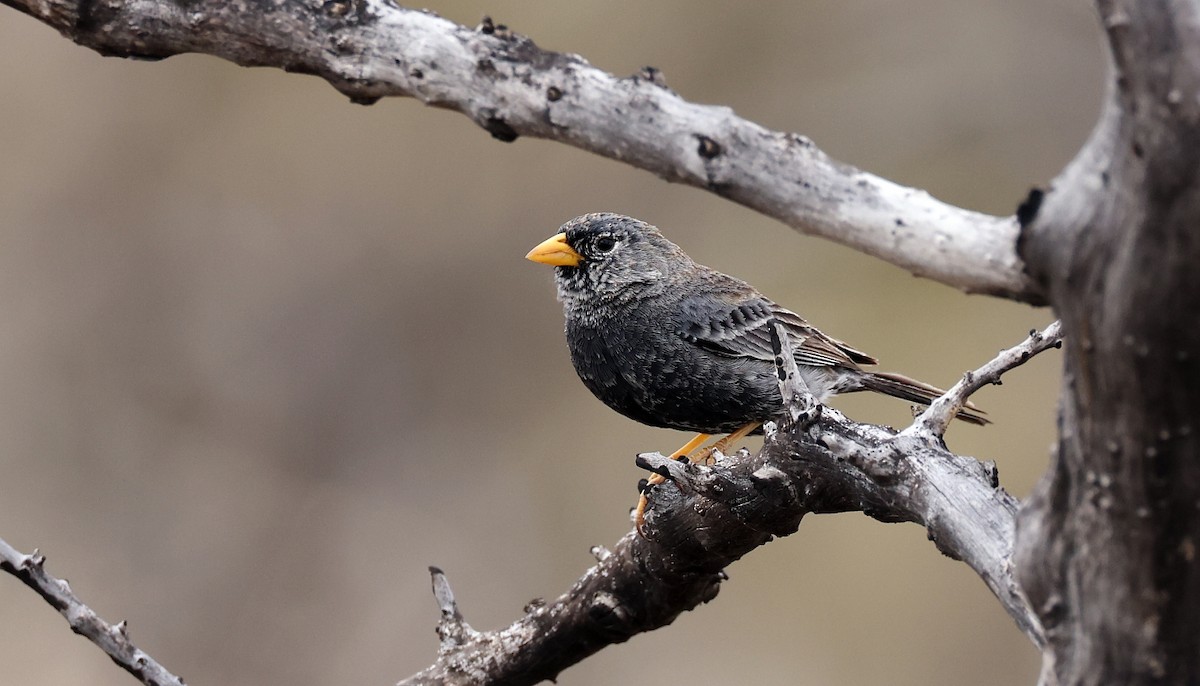 Carbonated Sierra Finch - ML612393346