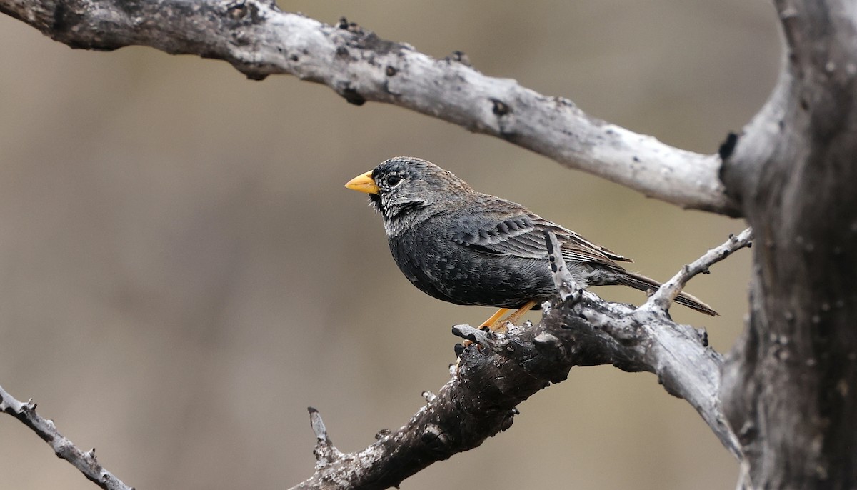 Carbonated Sierra Finch - ML612393415