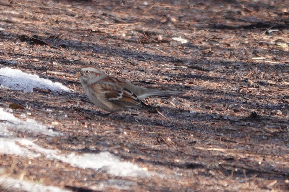 American Tree Sparrow - Maureen Mark