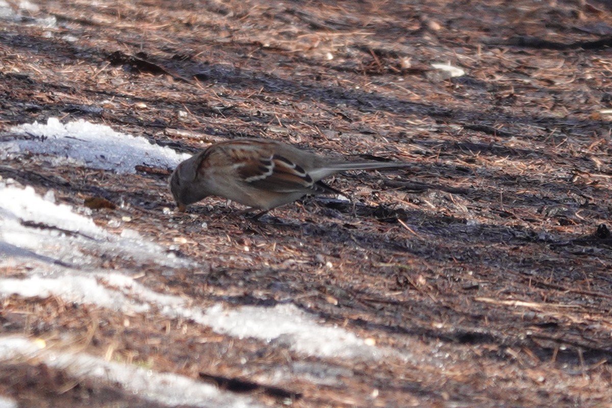 American Tree Sparrow - ML612393560