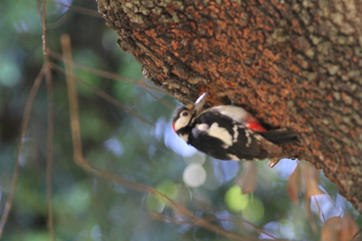 Great Spotted Woodpecker - ML612393564