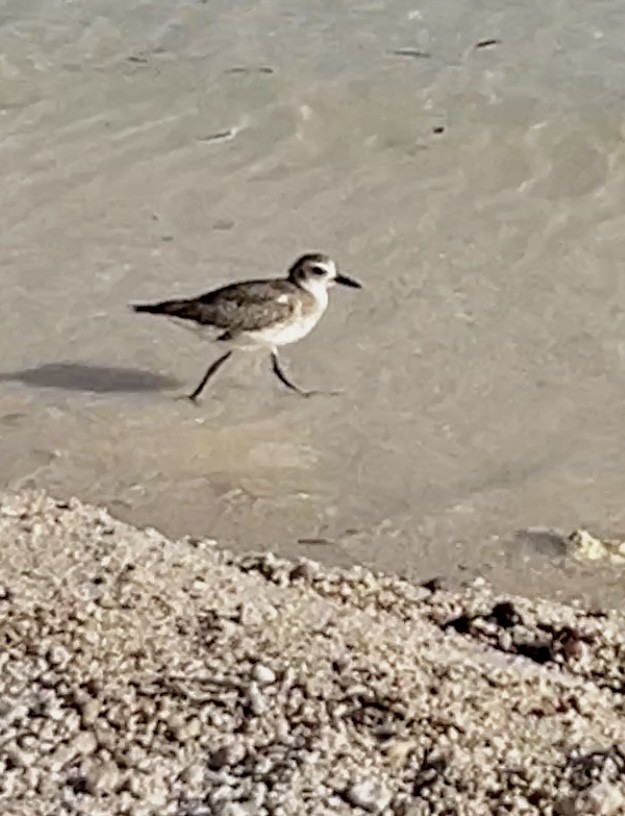 Black-bellied Plover - ML612393600