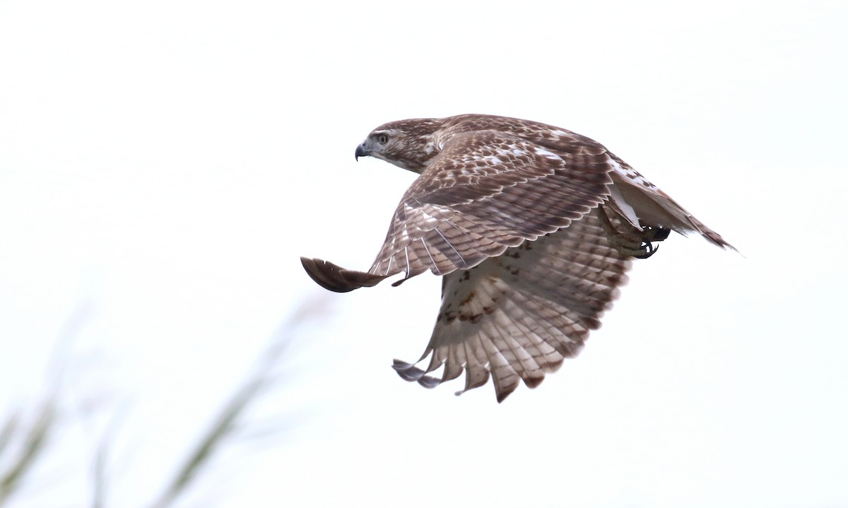 Red-tailed Hawk - ML612393611