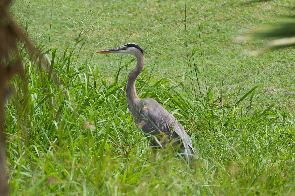 Garza Azulada - ML612393639