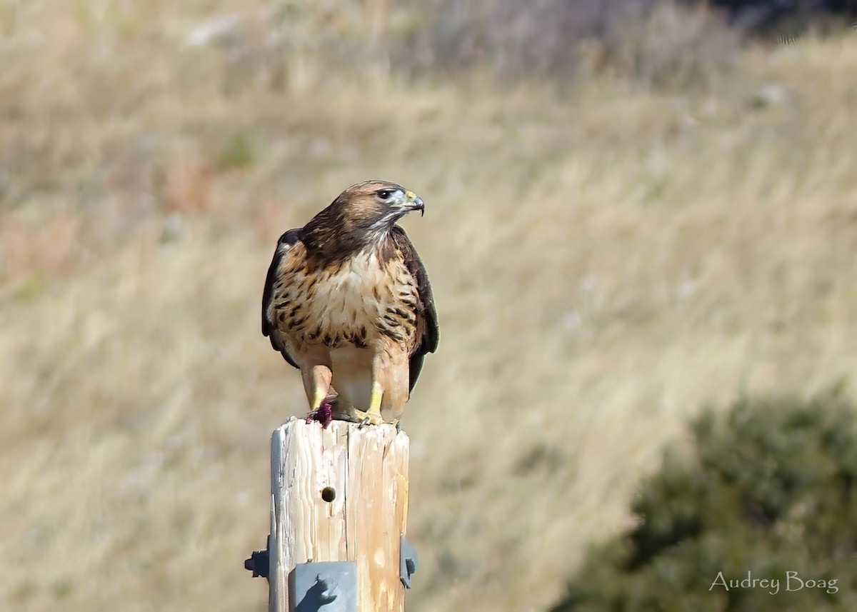 káně rudochvostá - ML612393686