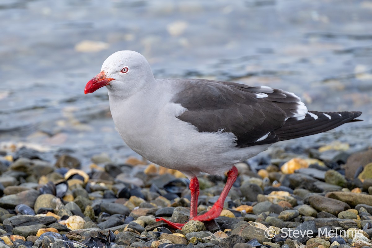 Dolphin Gull - ML612393764