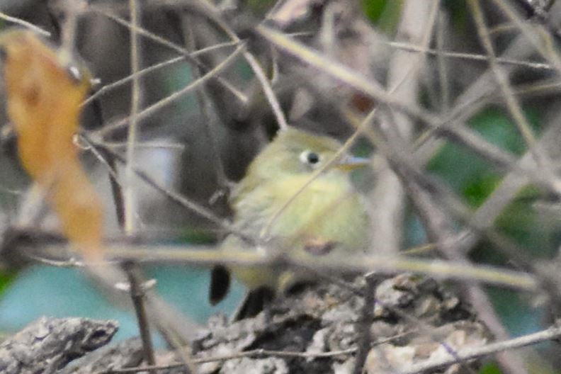 Western Flycatcher (Pacific-slope) - ML612393769