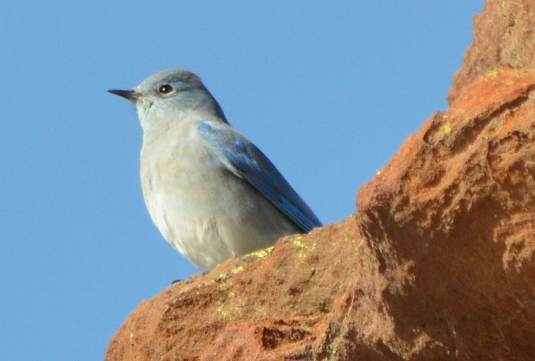 Mountain Bluebird - Dave Klema