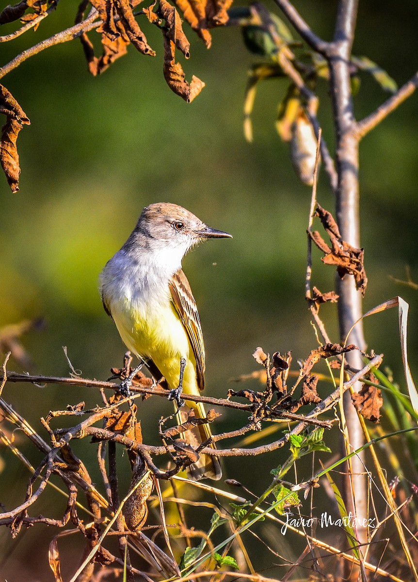 Nutting's Flycatcher - ML612393852