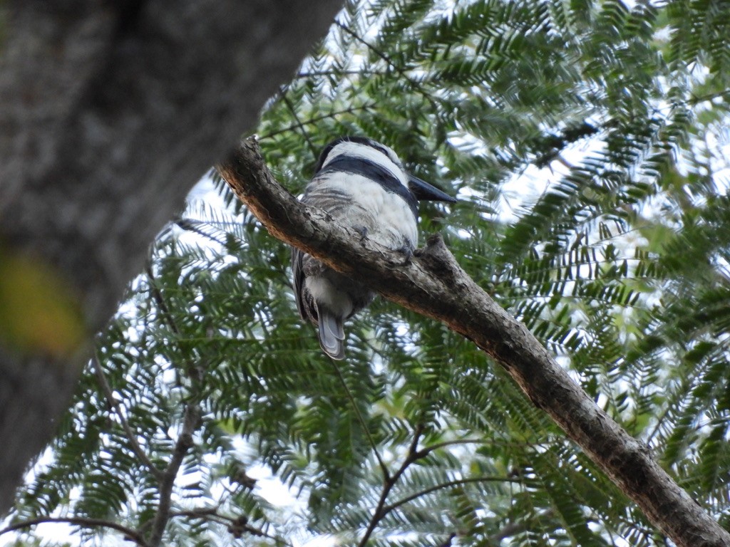 White-necked Puffbird - Beth Bruckheimer