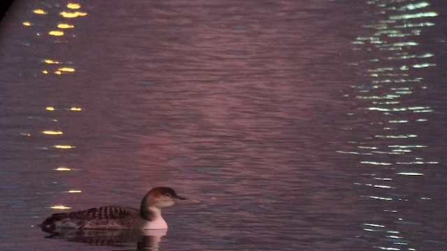 Yellow-billed Loon - ML612393904