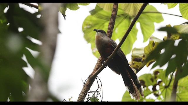 Chestnut-bellied Cuckoo - ML612393931