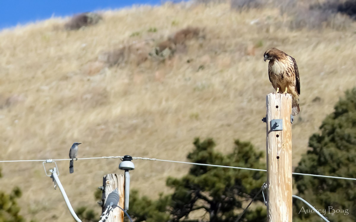 káně rudochvostá - ML612393936