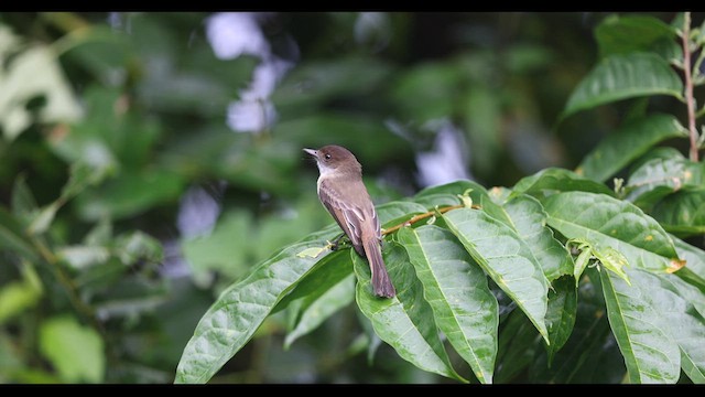 Sad Flycatcher - ML612393971