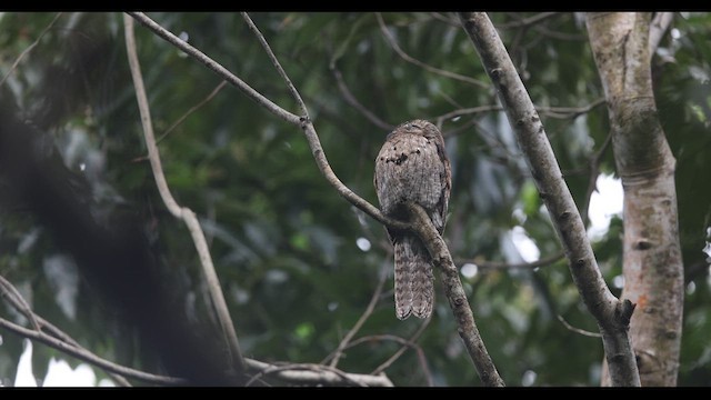 ジャマイカタチヨタカ（jamaicensis／abbotti） - ML612394006