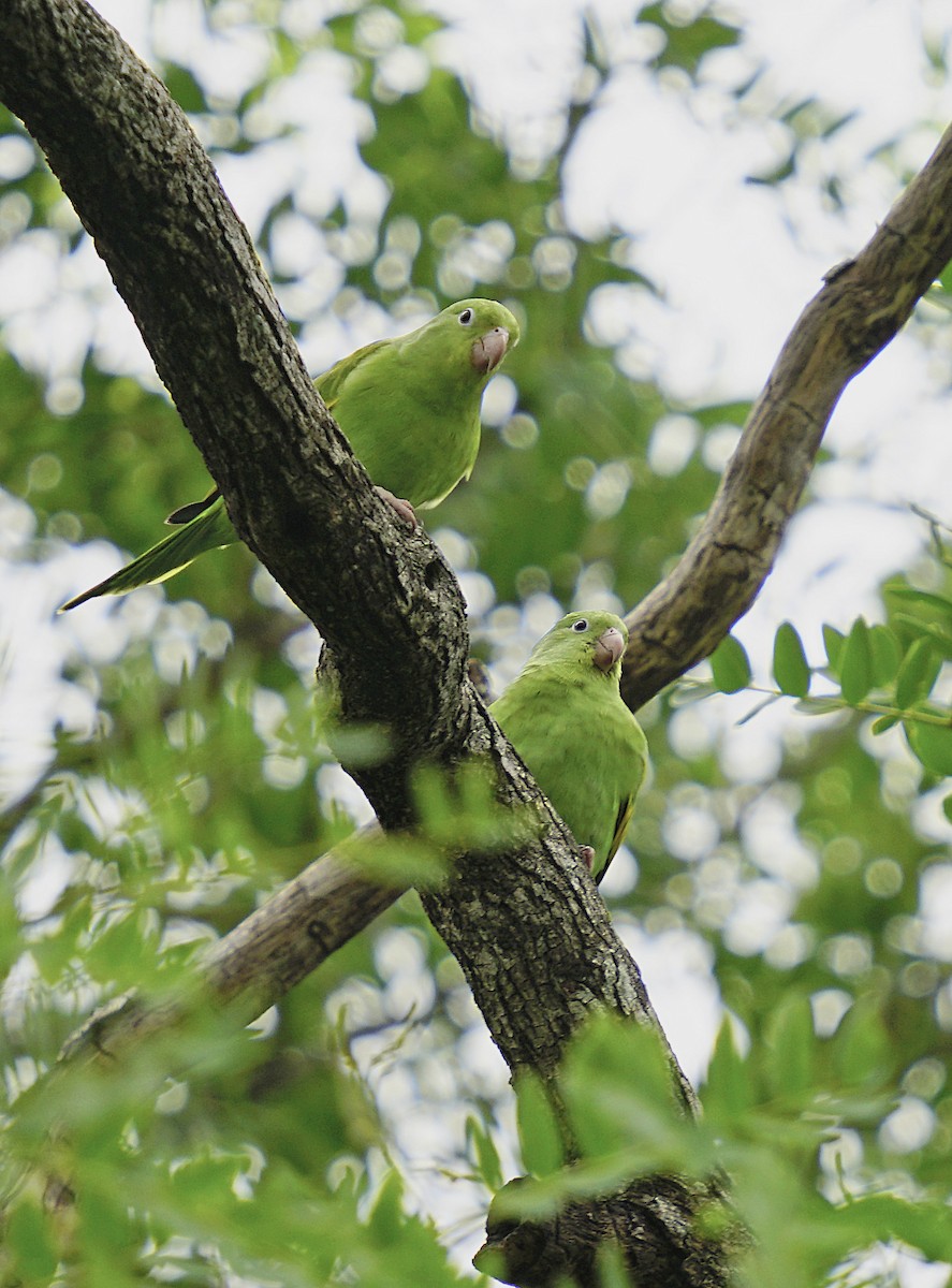 Yellow-chevroned Parakeet - ML612394116