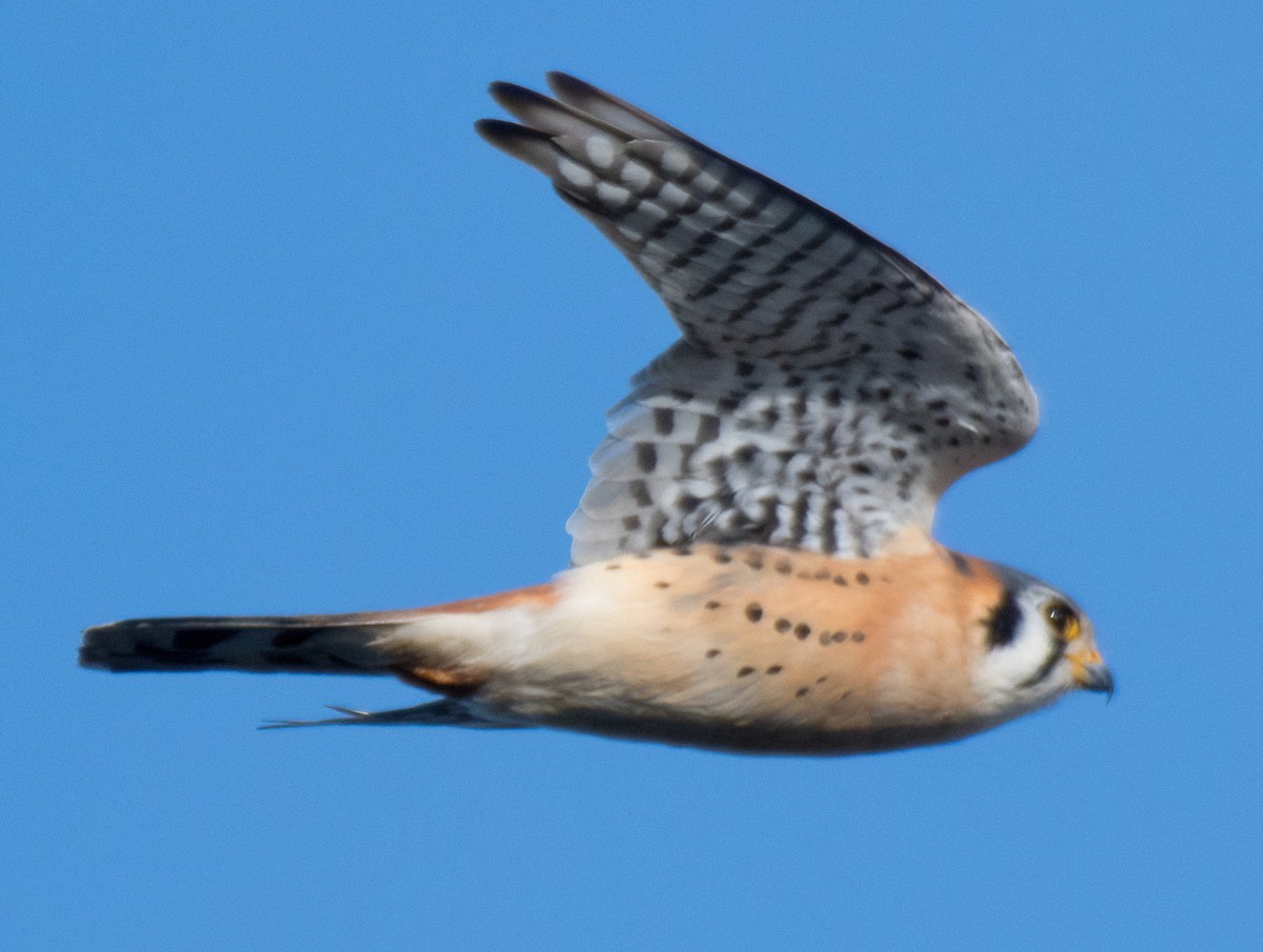 American Kestrel - Greg Darone