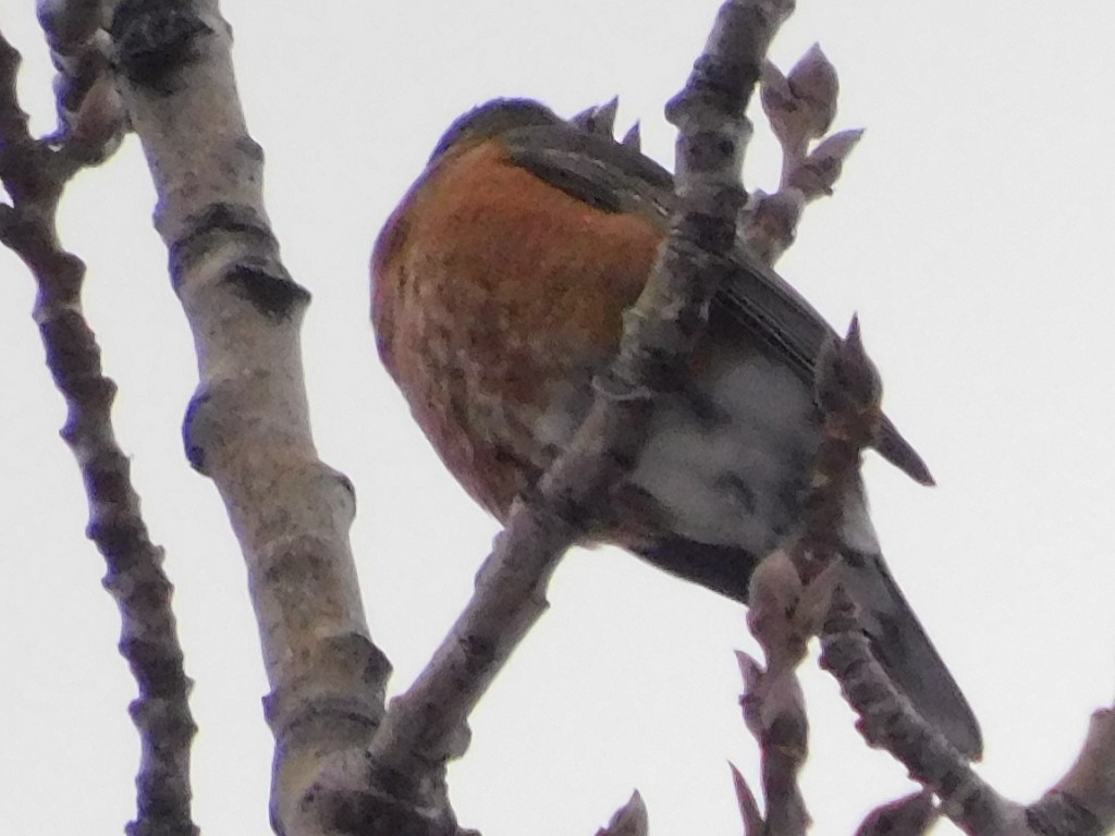 American Robin - ML612394196