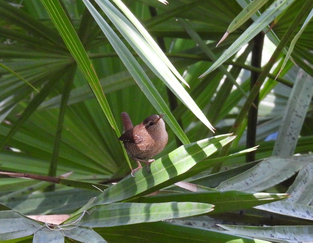 Winter Wren - ML612394199