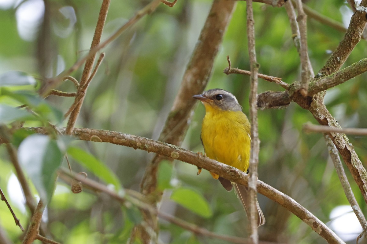 Golden-crowned Warbler (Golden-crowned) - ML612394240