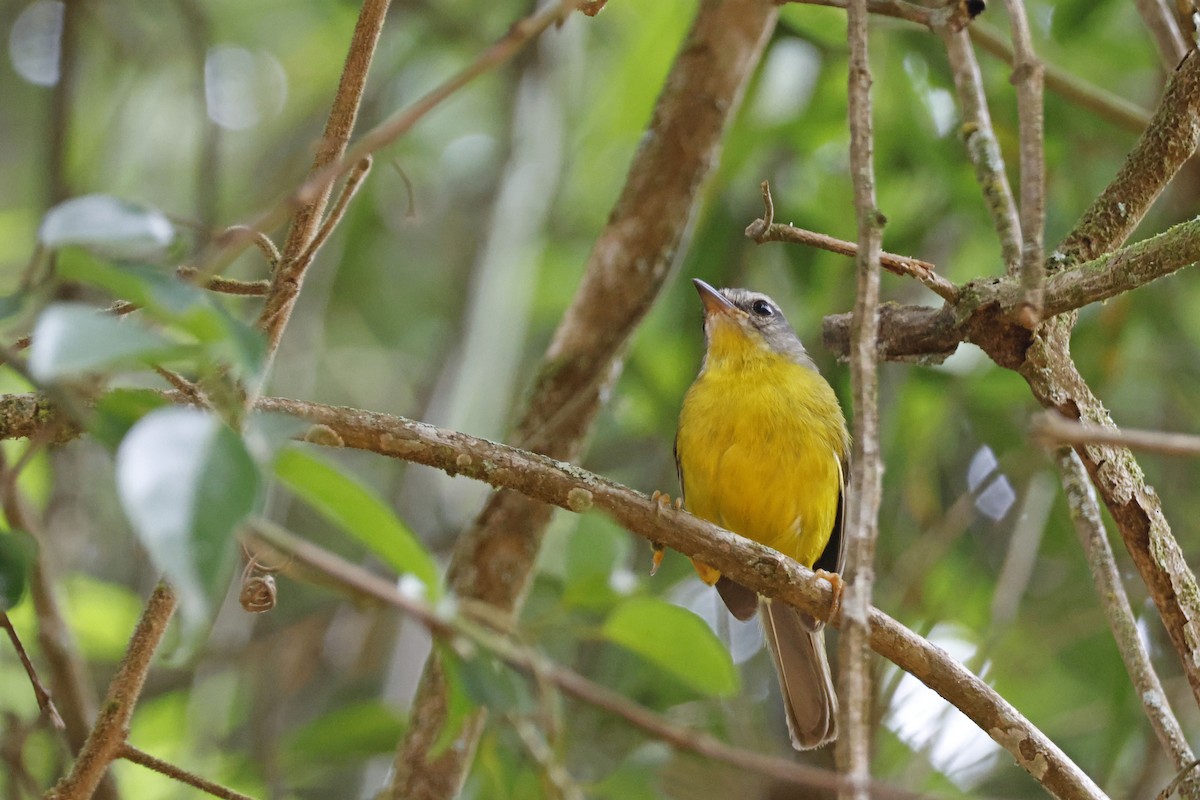 Golden-crowned Warbler (Golden-crowned) - ML612394241