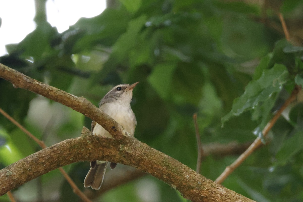 Golden-crowned Warbler (White-bellied) - Larry Therrien