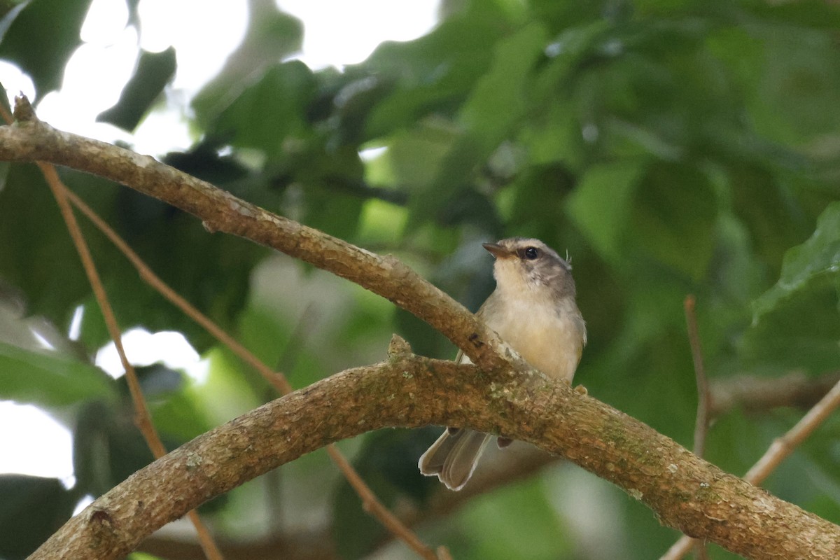 キンイタダキアメリカムシクイ（hypoleucus） - ML612394269