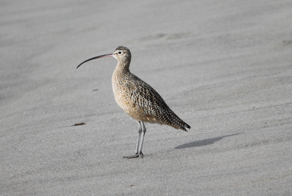 Long-billed Curlew - ML612394350