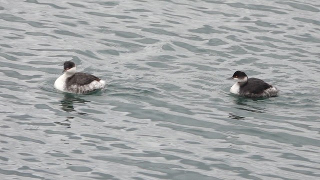 Eared Grebe - ML612394377