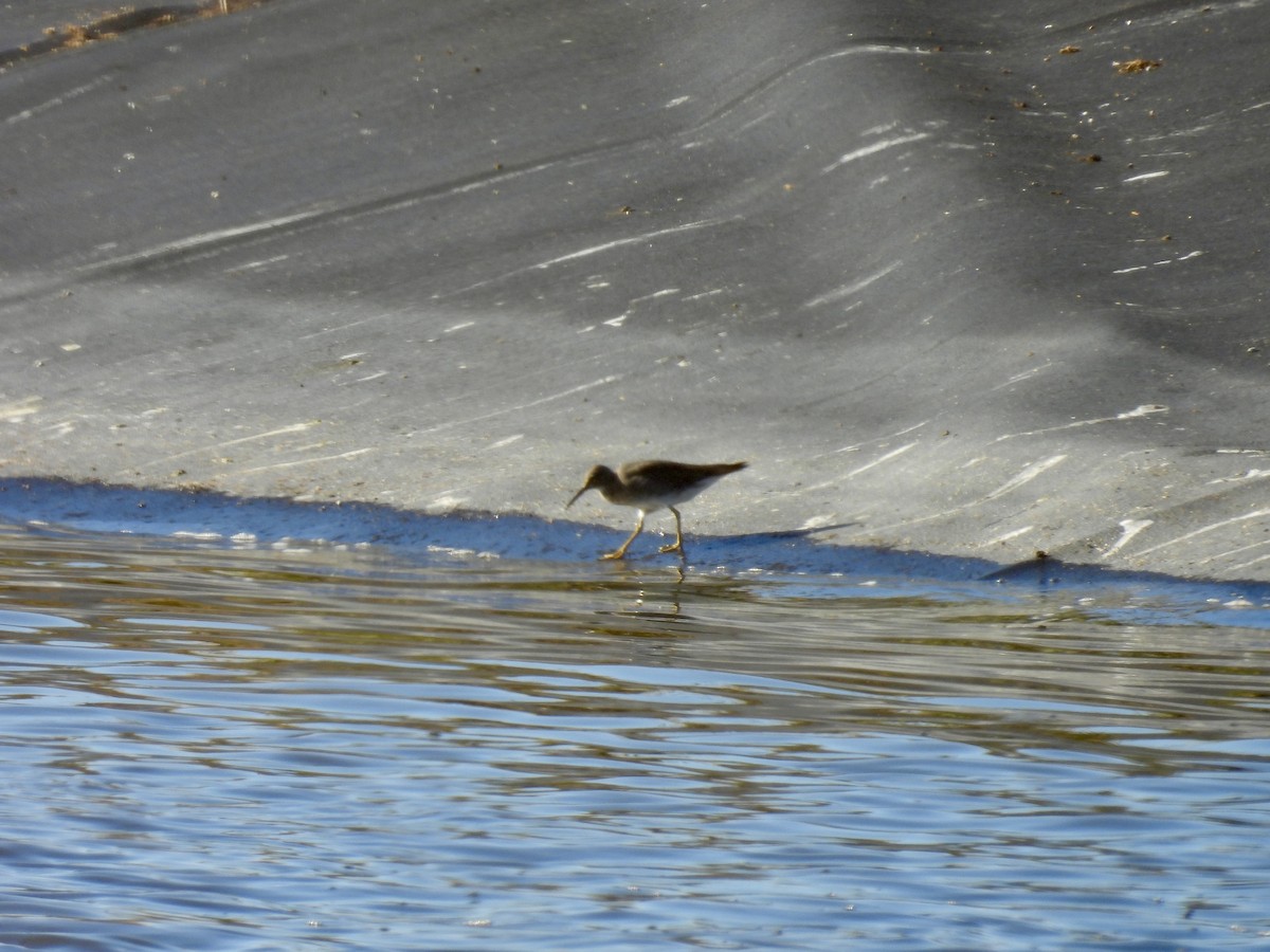 Wandering Tattler - ML612394415