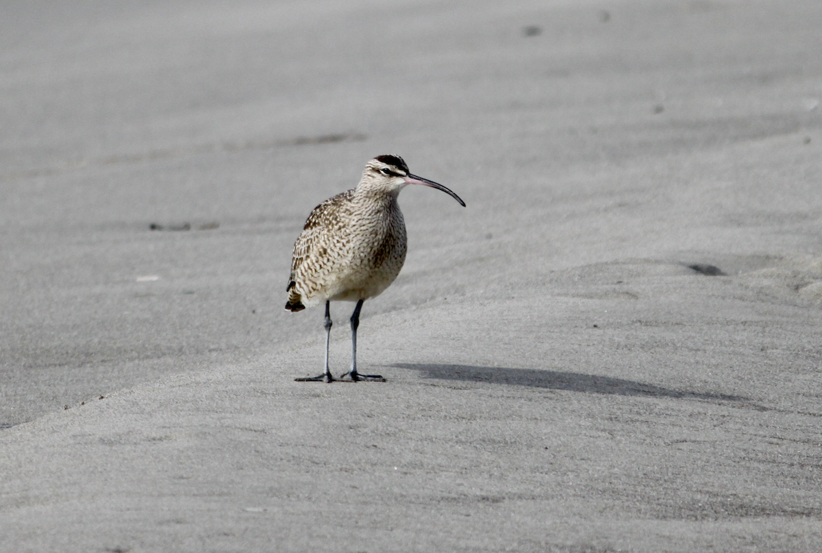 Whimbrel - ML612394428